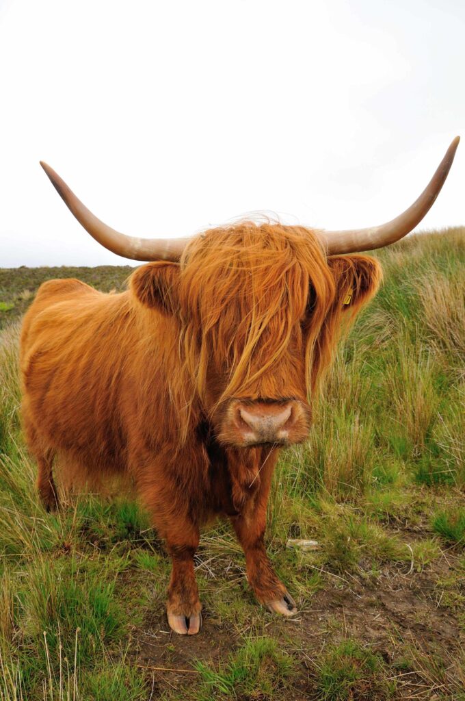 animales escocia