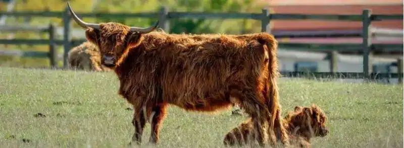 Hairy Coo junto a una vaca peluda escocesa bebé en las Tierras Altas de Escocia