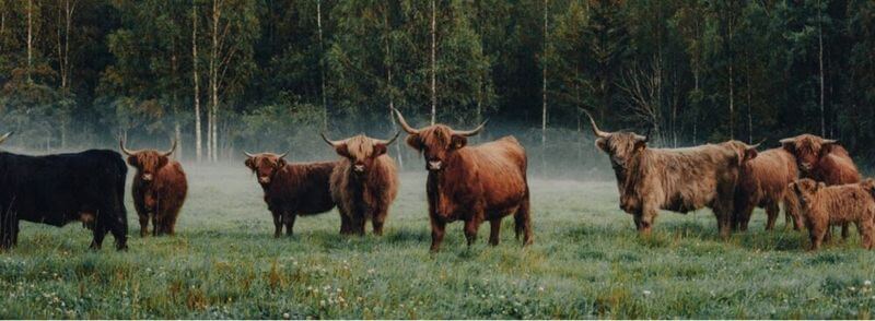 Vacas peludas en las Tierras Altas de Escocia