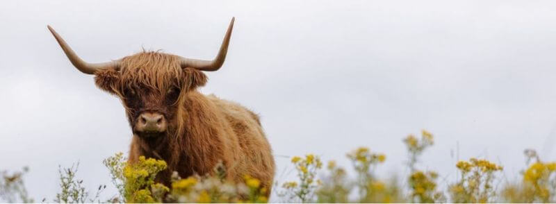 Hairy Coo o vaca peluda escocesa en las Tierras Altas de Escocia