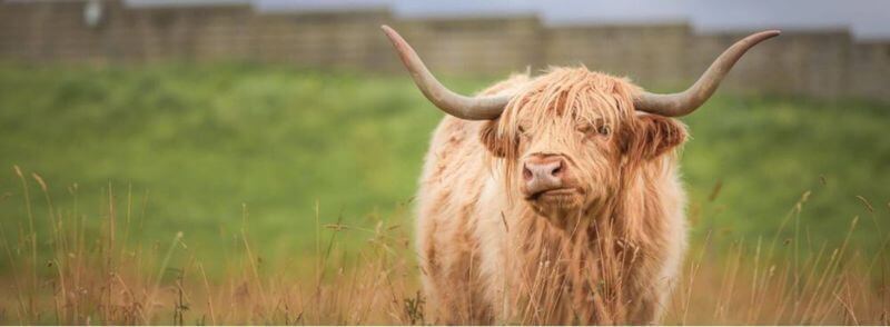 Hairy Coo o vaca peluda escocesa
