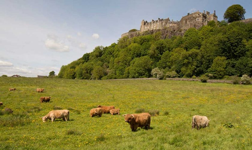 Vacas peludas y castillo de Stirling